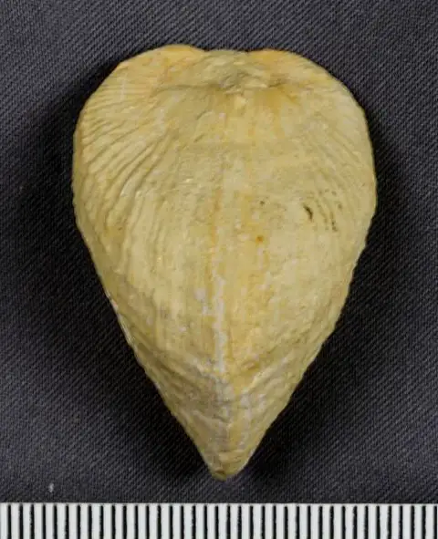 Dokumentasi USNM PAL617228 dengan identifikasi pada sumber Pholadomya acuminata. Isi dan label gambar dipertahankan.