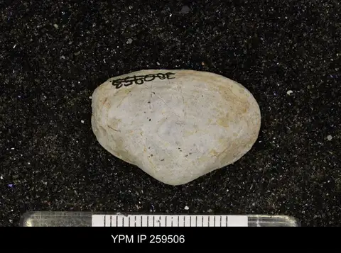 Dokumentasi YPM IP 259506 dengan identifikasi pada sumber Mactromya rugosa. Isi dan label gambar dipertahankan.