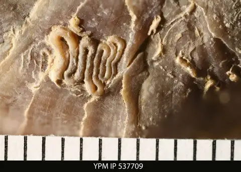 Dokumentasi YPM IP 537709 dengan identifikasi pada sumber Glomerula serpentina. Isi dan label gambar dipertahankan.