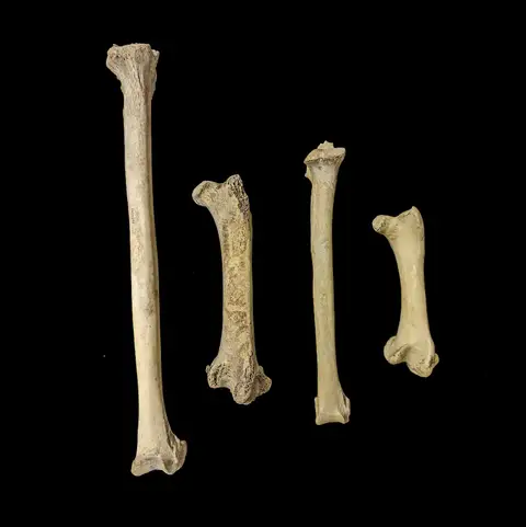 Dokumentasi P 254092 dengan identifikasi pada sumber Dromaius novaehollandiae. Isi dan label gambar dipertahankan.
