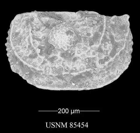 Dokumentasi USNM PAL85454 dengan identifikasi pada sumber Amphissites centronotus. Isi dan label gambar dipertahankan.