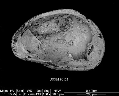Dokumentasi USNM PAL90123 dengan identifikasi pada sumber Basslerella crassa. Isi dan label gambar dipertahankan.