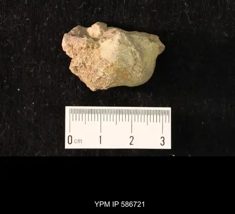 Dokumentasi YPM IP 586721 dengan identifikasi pada sumber Howseia latirostrata. Isi dan label gambar dipertahankan.