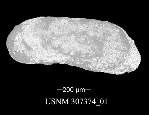 Dokumentasi USNM PAL307374 dengan identifikasi pada sumber Bairdiacypris deloi. Isi dan label gambar dipertahankan.