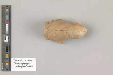 Dokumentasi USNM PAL474080 dengan identifikasi pada sumber Plesiorycteropus madagascariensis. Isi dan label gambar dipertahankan.