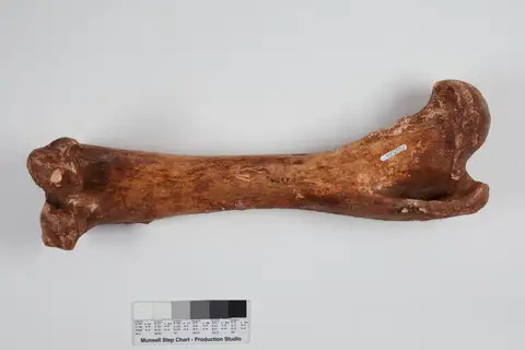 Dokumentasi P 26534 dengan identifikasi pada sumber Palorchestes azael. Isi dan label gambar dipertahankan.