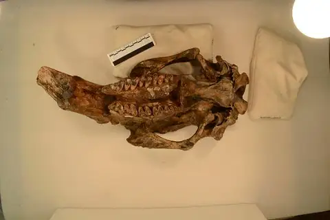 Dokumentasi USNM PAL214646 dengan identifikasi pada sumber Phascolonus gigas. Isi dan label gambar dipertahankan.