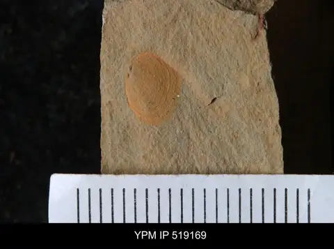 Dokumentasi YPM IP 519169 dengan identifikasi pada sumber Brevipelta chouberti. Isi dan label gambar dipertahankan.
