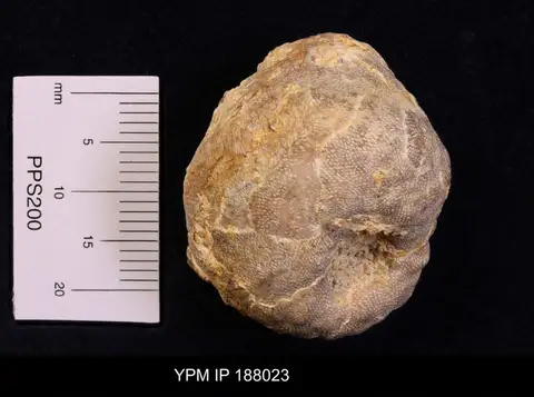 Dokumentasi YPM IP 188023 dengan identifikasi pada sumber Berenicea diluviana. Isi dan label gambar dipertahankan.