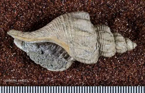 Dokumentasi USNM MO644023 dengan identifikasi pada sumber Kelletia rugosa. Isi dan label gambar dipertahankan.