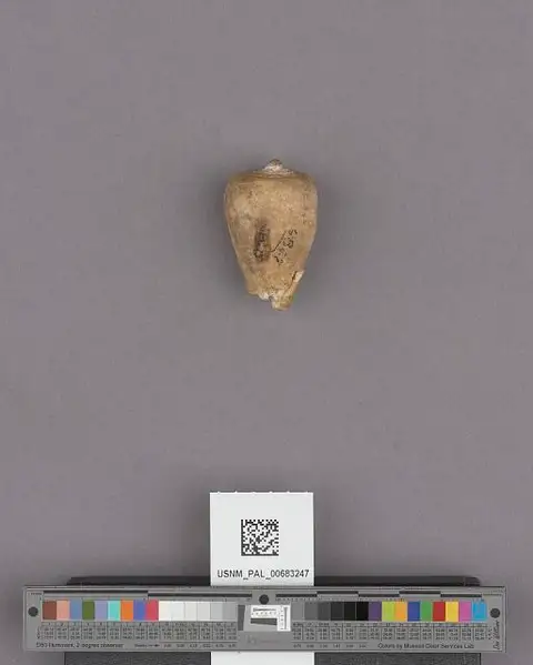 Dokumentasi USNM PAL683247 dengan identifikasi pada sumber Conus regularis. Isi dan label gambar dipertahankan.