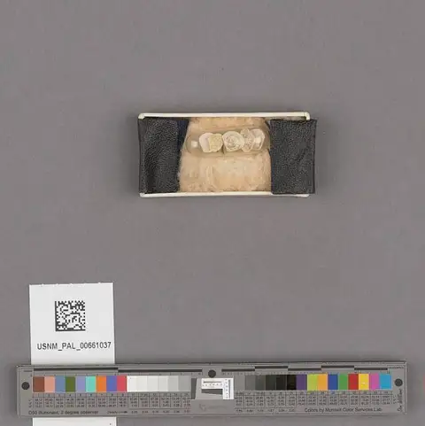 Dokumentasi USNM PAL661037 dengan identifikasi pada sumber Crassinella branneri. Isi dan label gambar dipertahankan.