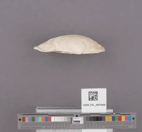 Dokumentasi USNM PAL674049 dengan identifikasi pada sumber Saxidomus nuttalli. Isi dan label gambar dipertahankan.