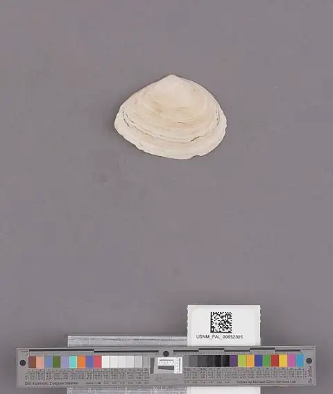 Dokumentasi USNM PAL652305 dengan identifikasi pada sumber Macoma nasuta. Isi dan label gambar dipertahankan.