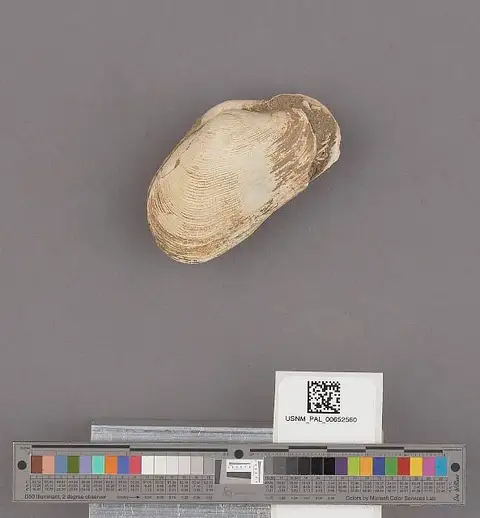 Dokumentasi USNM PAL652560 dengan identifikasi pada sumber Platyodon cancellatus. Isi dan label gambar dipertahankan.