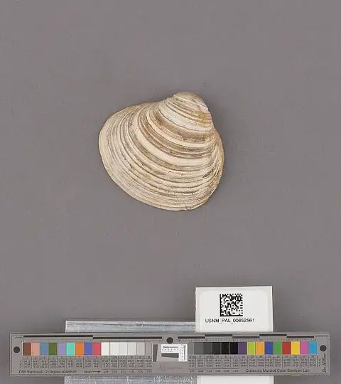 Dokumentasi USNM PAL652561 dengan identifikasi pada sumber Pseudocardium densatum. Isi dan label gambar dipertahankan.