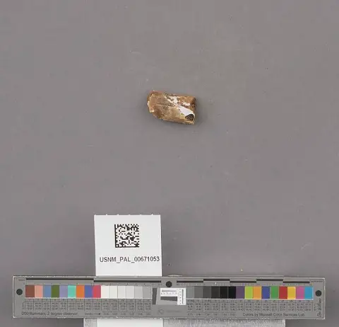 Dokumentasi USNM PAL671053 dengan identifikasi pada sumber Solen curtus. Isi dan label gambar dipertahankan.