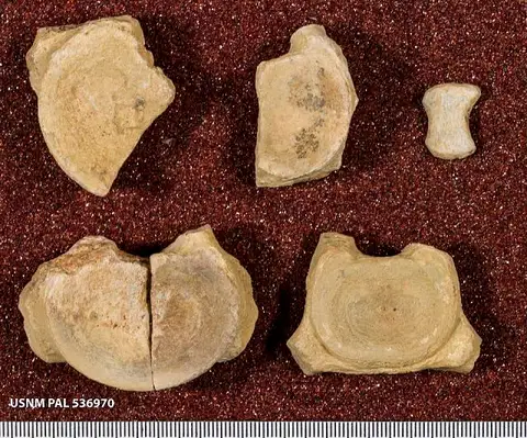 Dokumentasi USNM PAL536970 dengan identifikasi pada sumber Tatenectes laramiensis. Isi dan label gambar dipertahankan.