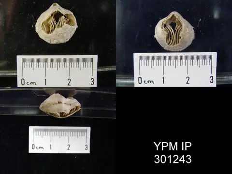 Dokumentasi YPM IP 301243 dengan identifikasi pada sumber Cleiothyridina maynci. Isi dan label gambar dipertahankan.