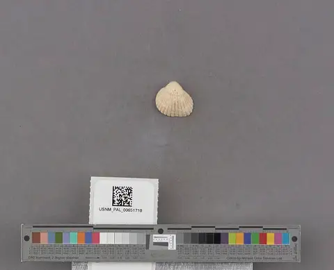 Dokumentasi USNM PAL651710 dengan identifikasi pada sumber Anadara perlabiata. Isi dan label gambar dipertahankan.
