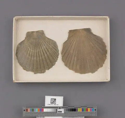 Dokumentasi USNM PAL651491 dengan identifikasi pada sumber Pecten expansus. Isi dan label gambar dipertahankan.