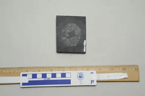 Dokumentasi YPM IP 005825 dengan identifikasi pada sumber Peytoia nathorsti. Isi dan label gambar dipertahankan.