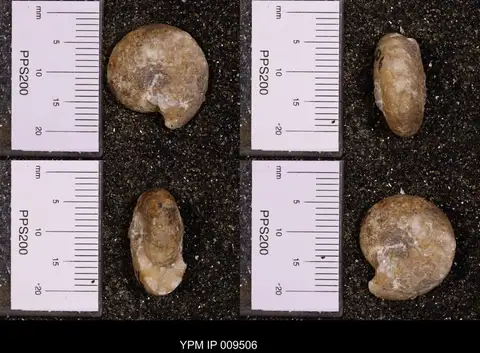 Dokumentasi YPM IP 009506 dengan identifikasi pada sumber Paranannites aspenensis. Isi dan label gambar dipertahankan.