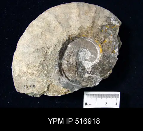Dokumentasi YPM IP 516918 dengan identifikasi pada sumber Arctoceras tuberculatum. Isi dan label gambar dipertahankan.