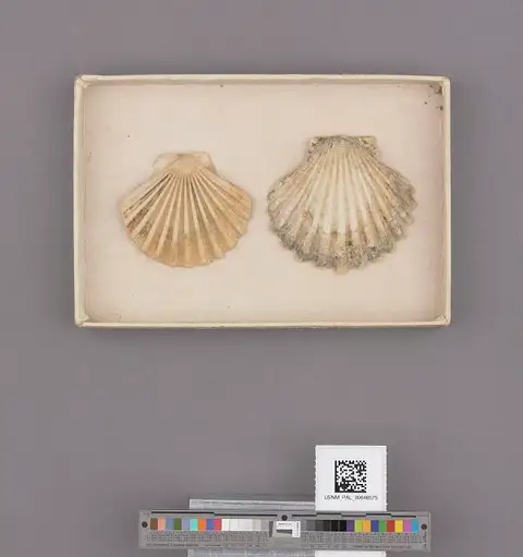 Dokumentasi USNM PAL646575 dengan identifikasi pada sumber Pecten hemphilli. Isi dan label gambar dipertahankan.