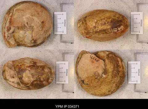 Dokumentasi YPM IP 034371 dengan identifikasi pada sumber Anasibirites multiformis. Isi dan label gambar dipertahankan.