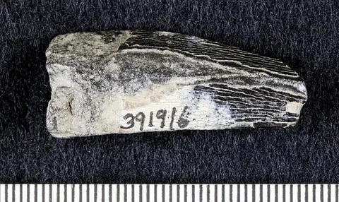 Dokumentasi USNM PAL391916 dengan identifikasi pada sumber Mosasaurus maximus. Isi dan label gambar dipertahankan.