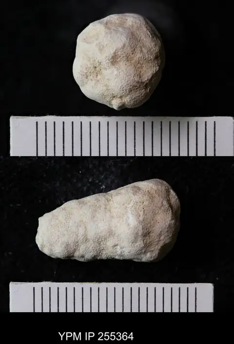 Dokumentasi YPM IP 255364 dengan identifikasi pada sumber Cystothalamia nodulifera. Isi dan label gambar dipertahankan.