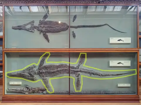 Dokumentasi PV OR 2003 (*) dengan identifikasi pada sumber Temnodontosaurus platyodon. Isi dan label gambar dipertahankan.