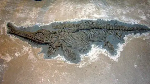 Dokumentasi USNM V4967 dengan identifikasi pada sumber Ichthyosaurus conybeari. Isi dan label gambar dipertahankan.