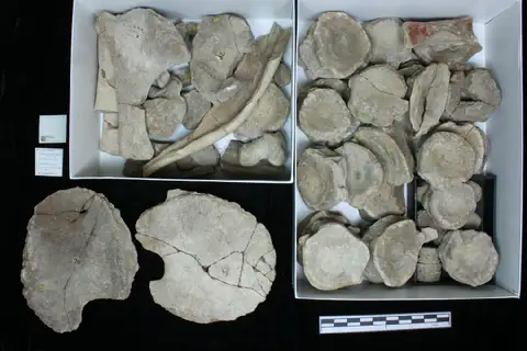 Dokumentasi PV R 2149 a dengan identifikasi pada sumber Ophthalmosaurus icenicus. Isi dan label gambar dipertahankan.