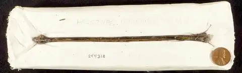 Dokumentasi USNM PAL244318 dengan identifikasi pada sumber Juncitarsus gracillimus. Isi dan label gambar dipertahankan.