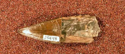 Dokumentasi USNM V25444 dengan identifikasi pada sumber Pliosaurus grandis. Isi dan label gambar dipertahankan.