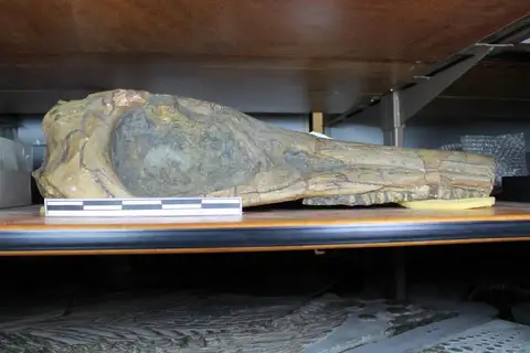 Dokumentasi PV R 1167 dengan identifikasi pada sumber Ichthyosaurus zetlandicus. Isi dan label gambar dipertahankan.