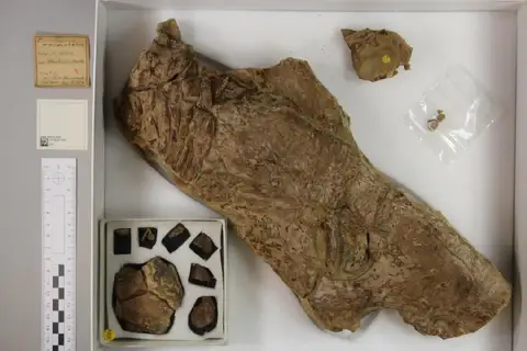 Dokumentasi PV R 3276 dengan identifikasi pada sumber Plesiosaurus macrocephalus. Isi dan label gambar dipertahankan.
