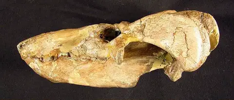Dokumentasi USNM V23352 dengan identifikasi pada sumber Diademodon tetragonus. Isi dan label gambar dipertahankan.
