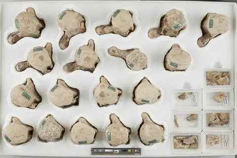 Dokumentasi USNM V11904 dengan identifikasi pada sumber Mosasaurus conodon. Isi dan label gambar dipertahankan.
