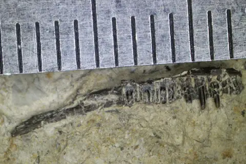 Dokumentasi PV R 8235 dengan identifikasi pada sumber Pseudosaurillus becklesi. Isi dan label gambar dipertahankan.