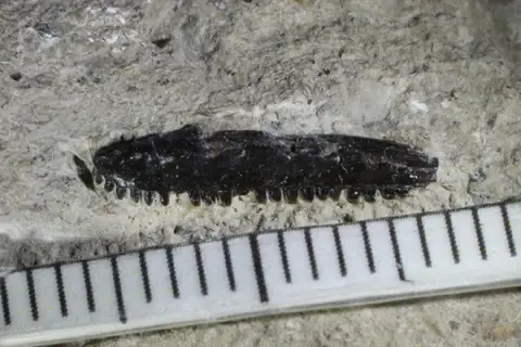 Dokumentasi PV R 8131 dengan identifikasi pada sumber Paramacellodus oweni. Isi dan label gambar dipertahankan.