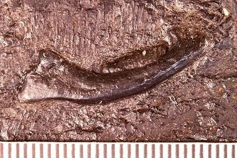 Dokumentasi USNM PAL544130 dengan identifikasi pada sumber Dromatherium sylvestre. Isi dan label gambar dipertahankan.