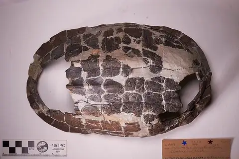 Dokumentasi USNM V8553 dengan identifikasi pada sumber Hoplochelys elongata. Isi dan label gambar dipertahankan.
