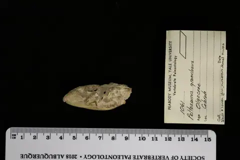Dokumentasi YPM VP 001061 dengan identifikasi pada sumber Peltosaurus granulosus. Isi dan label gambar dipertahankan.