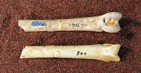 Dokumentasi USNM V11714 dengan identifikasi pada sumber Phasmagyps patritus. Isi dan label gambar dipertahankan.