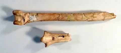 Dokumentasi USNM V11715 dengan identifikasi pada sumber Palaeogyps prodromus. Isi dan label gambar dipertahankan.