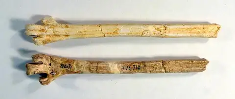 Dokumentasi USNM V11716 dengan identifikasi pada sumber Palaeocrex fax. Isi dan label gambar dipertahankan.