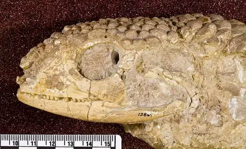 Dokumentasi USNM V13869 dengan identifikasi pada sumber Glyptosaurus giganteus. Isi dan label gambar dipertahankan.